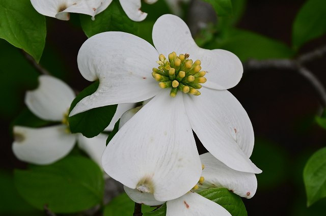 アメリカヤマボウシの花序