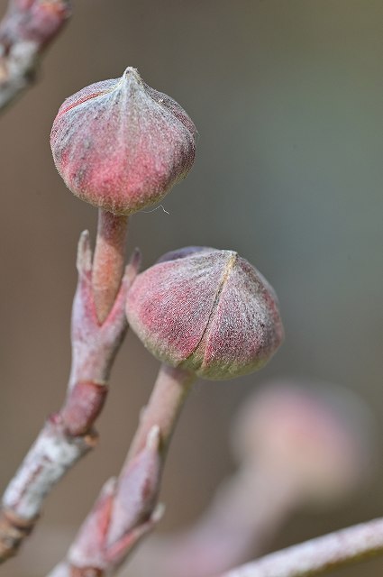 アメリカヤマボウシの花芽