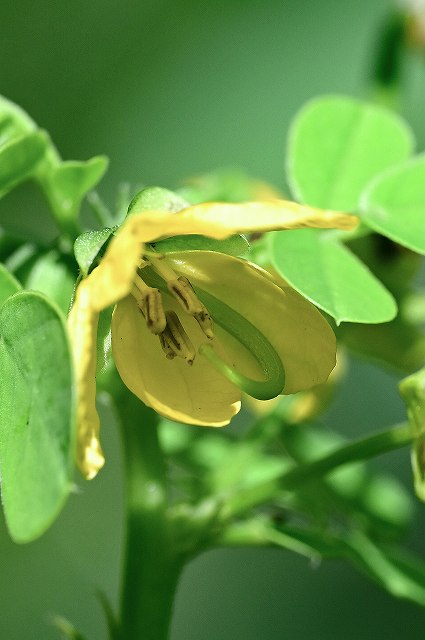 エビスグサの花