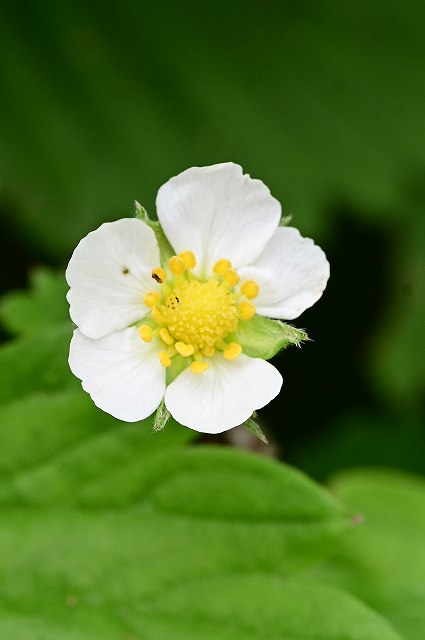 エゾヘビイチゴの花