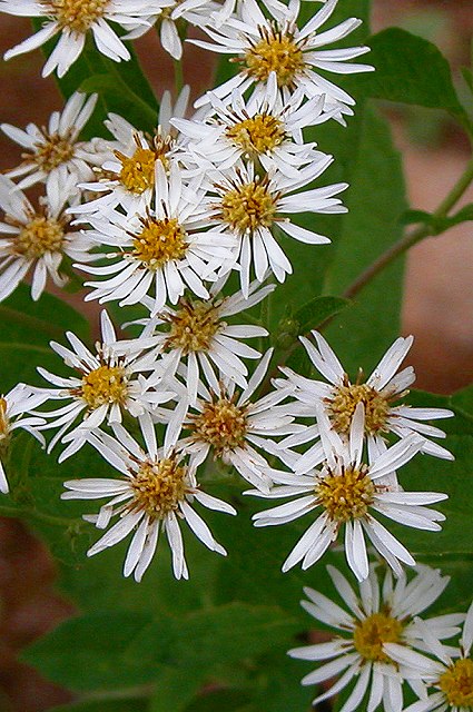 ゴマナの花