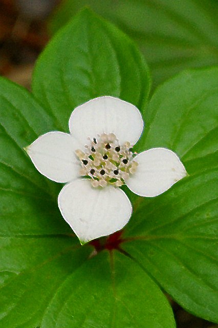 ゴゼンタチバナの花序