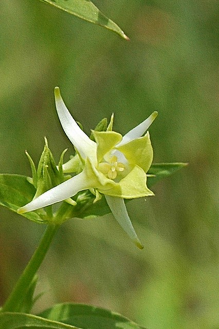 ハナイカリの花