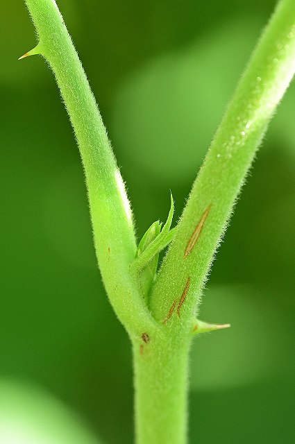 ハチジョウクサイチゴの托葉