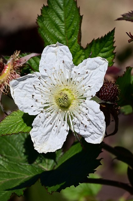 ハチジョウクサイチゴの花