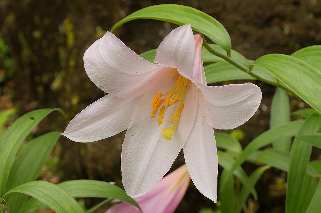 ヒメサユリの花