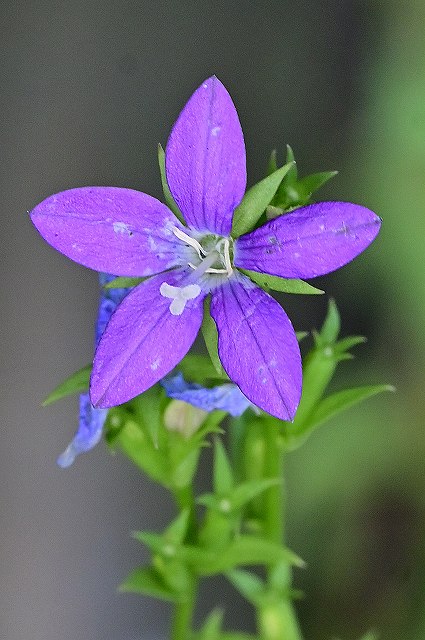 ヒナキキョウソウの開放花