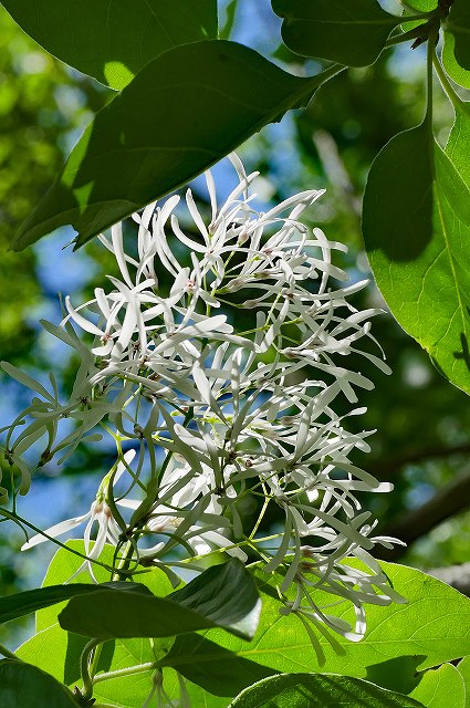 ヒトツバタゴの花序