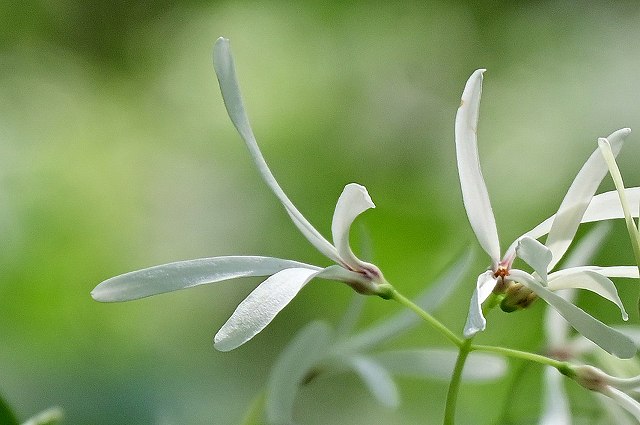 ヒトツバタゴの花