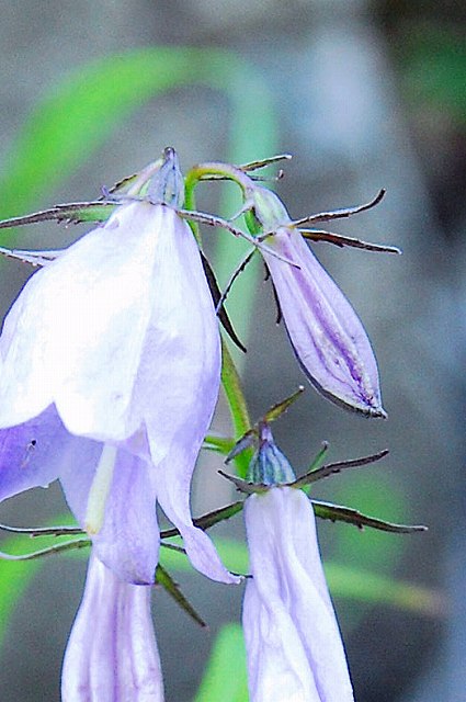 ヒメシャジンの花