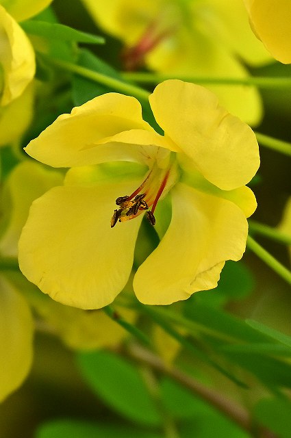 ジャケツイバラの花-2