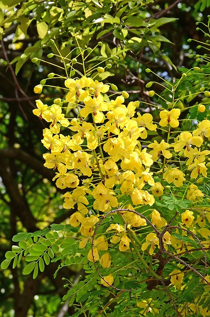 ジャケツイバラの花序