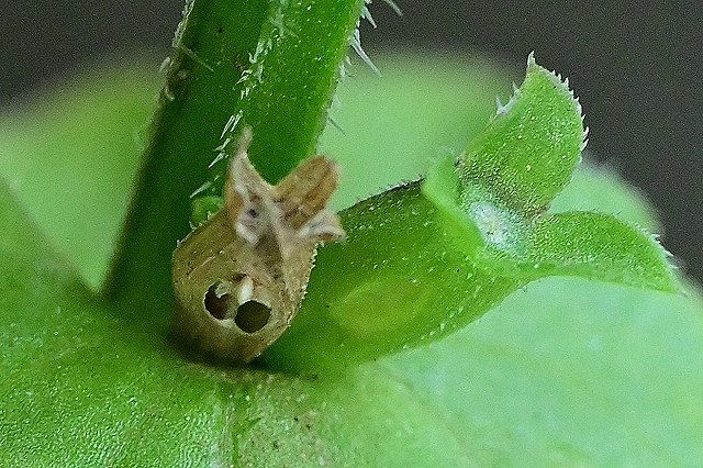 キキョウソウの果実