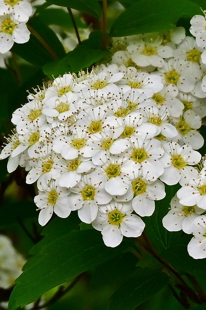 コデマリの花