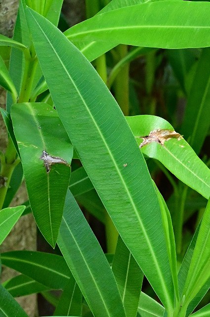 キョウチクトウの葉-2