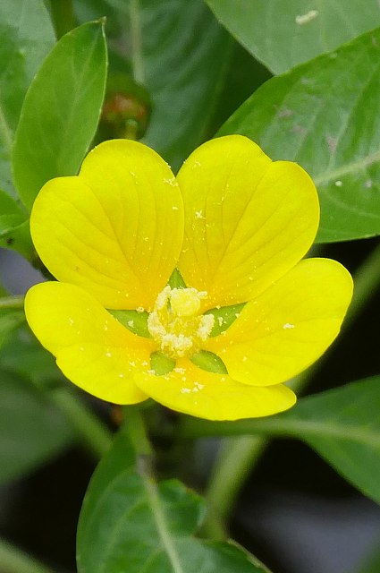 ミズキンバイの花