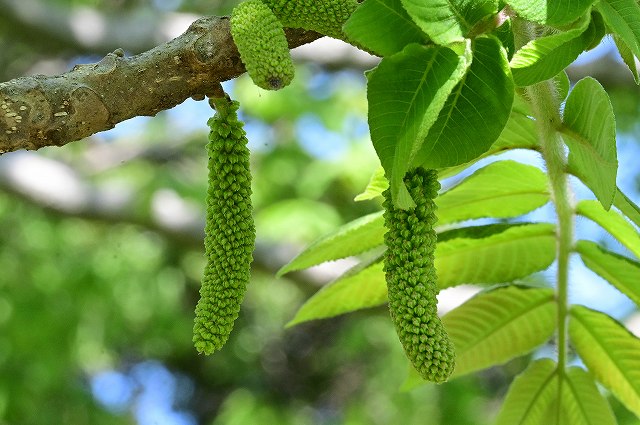 オニグルミの雄花序