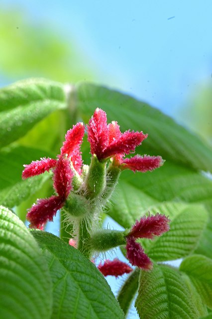 オニグルミの雌花序