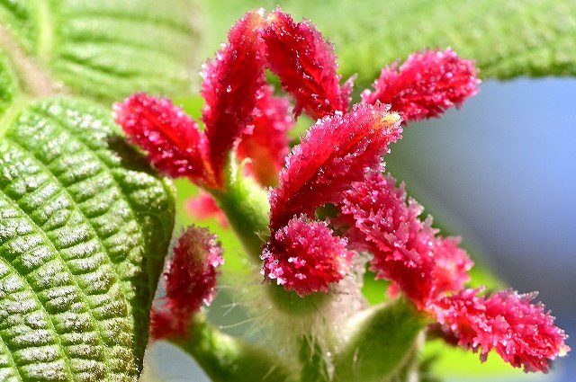 オニグルミの雌花