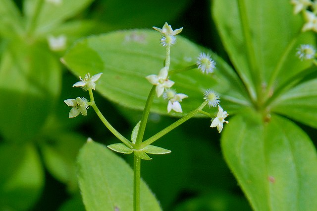 オオバノヨツバムグラの花