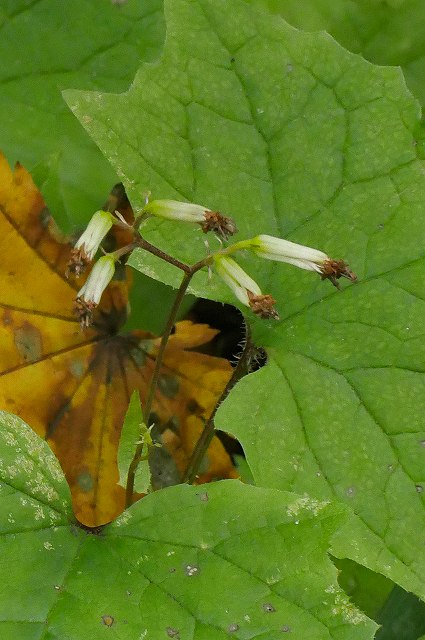 オオカニコウモリの花