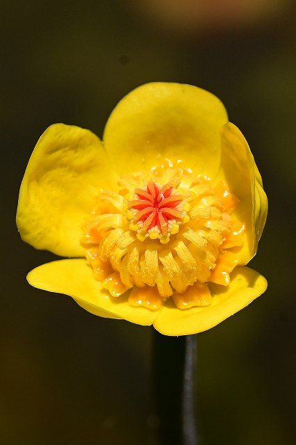 オゼコウホネの花