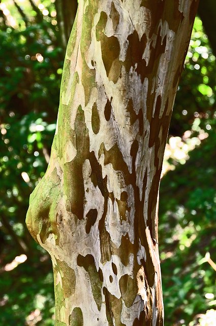 サルスベリの樹皮