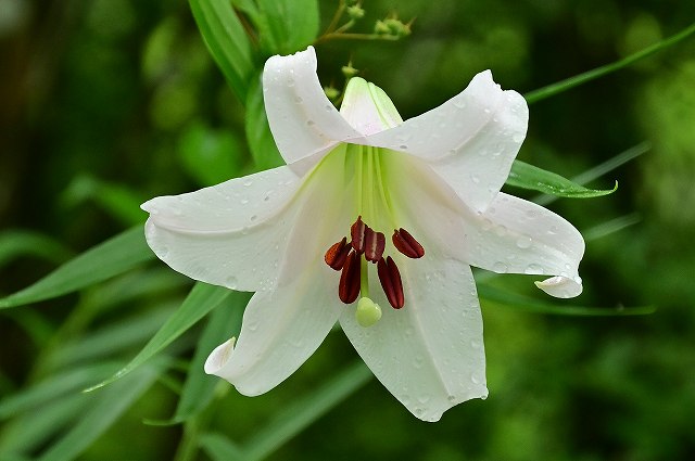 ササユリの花