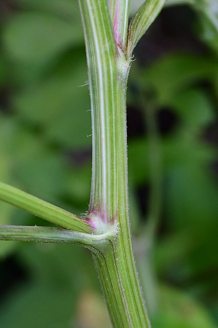 センダングサの茎