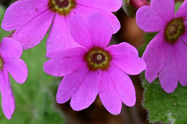 シコクカッコソウの花冠