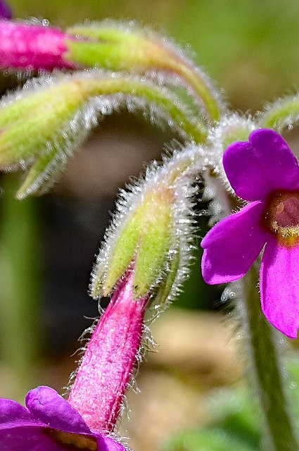 シコクカッコソウの花柄と萼片