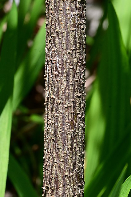 シロヤマブキの樹皮