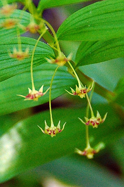 タケシマランの花