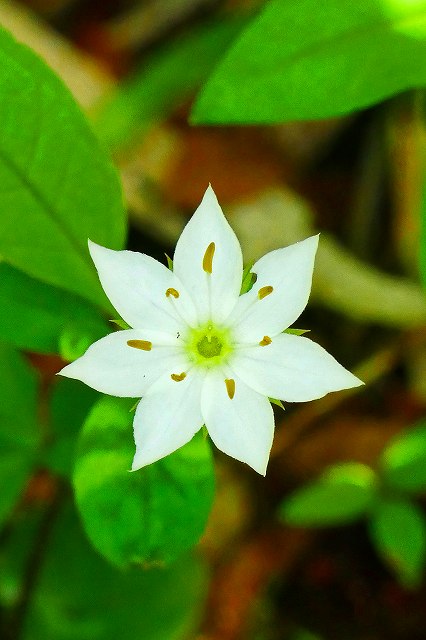 ツマトリソウの花