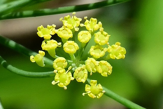 ウイキョウの花