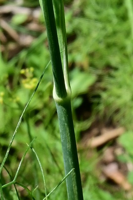 ウイキョウの茎と葉柄