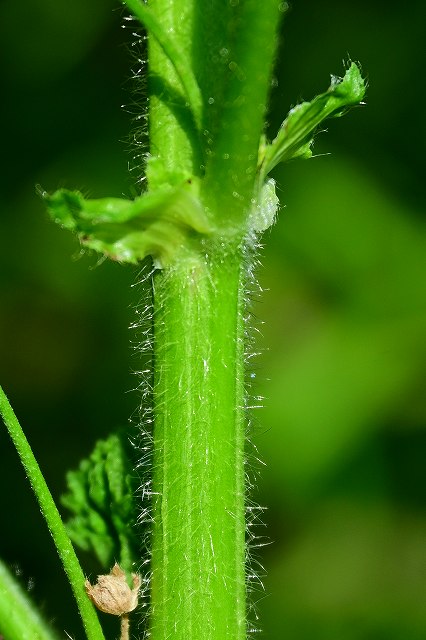 ウスベニアオイの茎