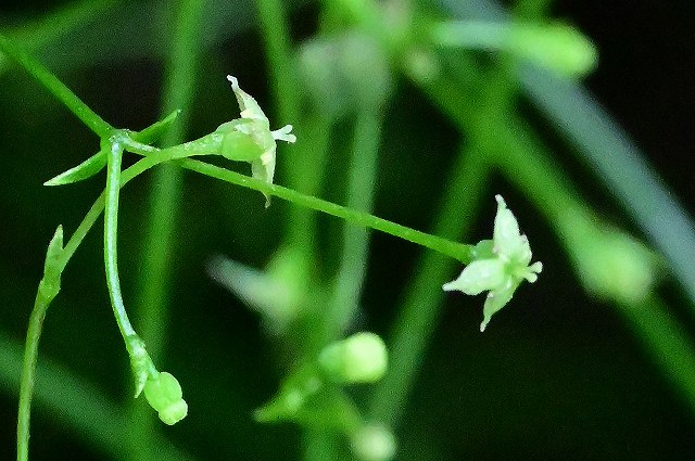 ヤブムグラの花